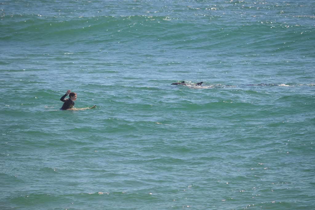 surf with dolphins