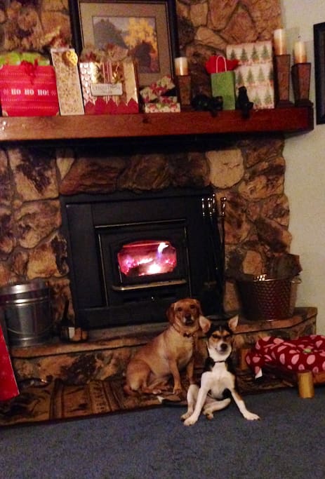 We love dogs!