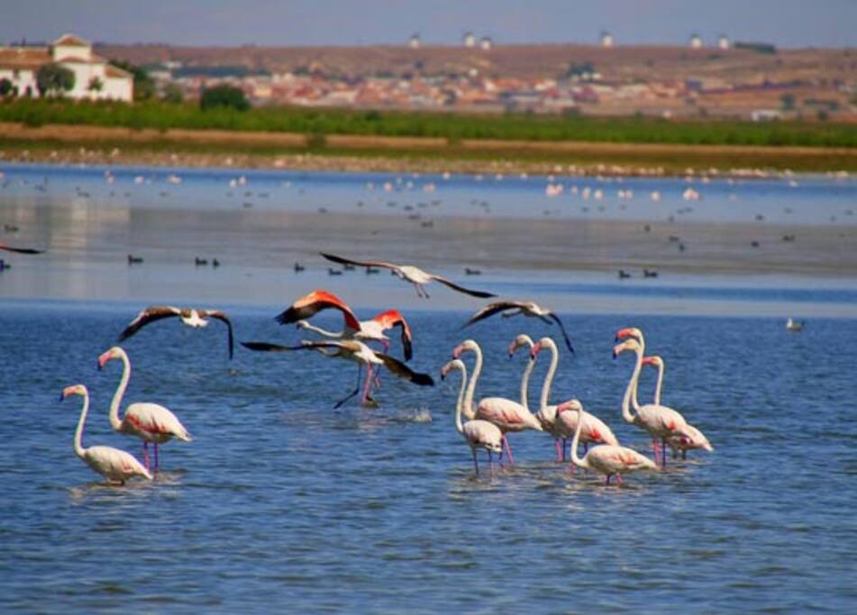 Lagunas de Manjavacas