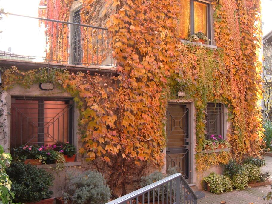 Foliage!