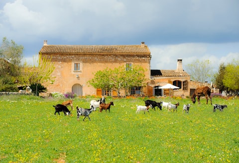 Traditional house. 