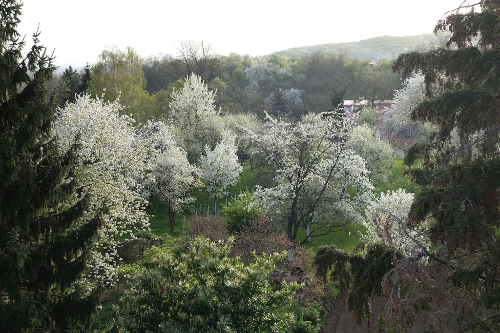View from the balcony in spring