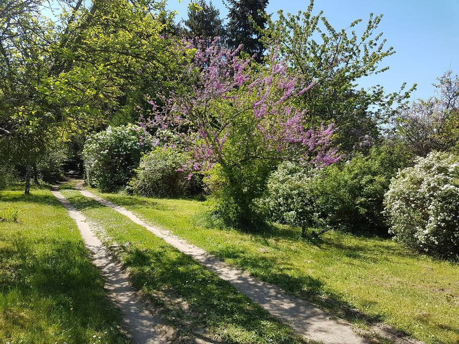 Une partie du jardin
