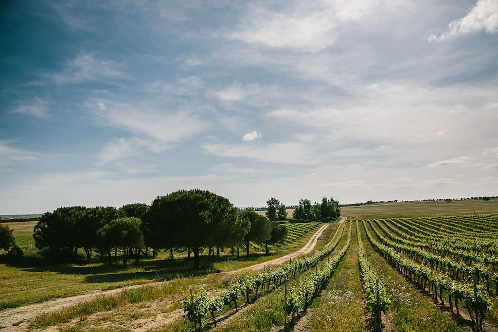 Herdade Outeiro de Esquila is home to all kinds of herbs, plants, trees, flowers and animals.