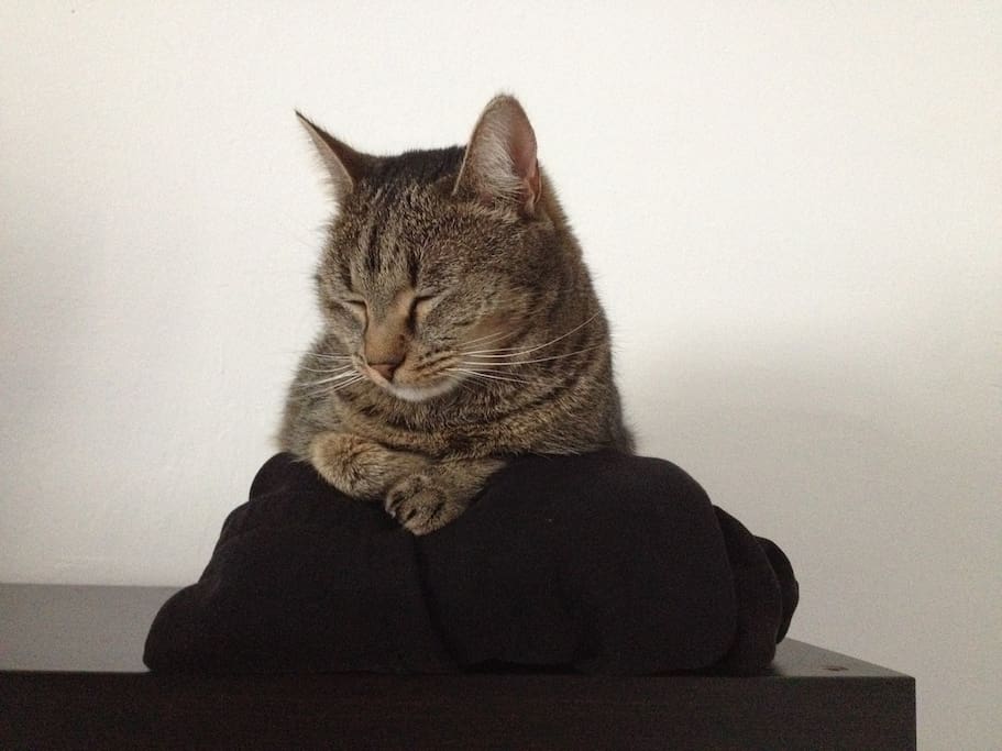 My cat Nala ;)