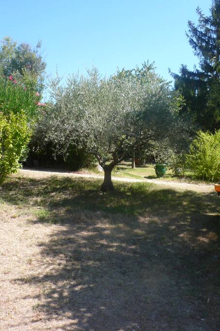 jardin arboré