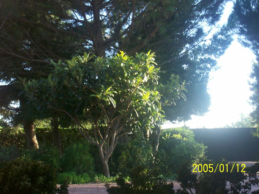 jardín