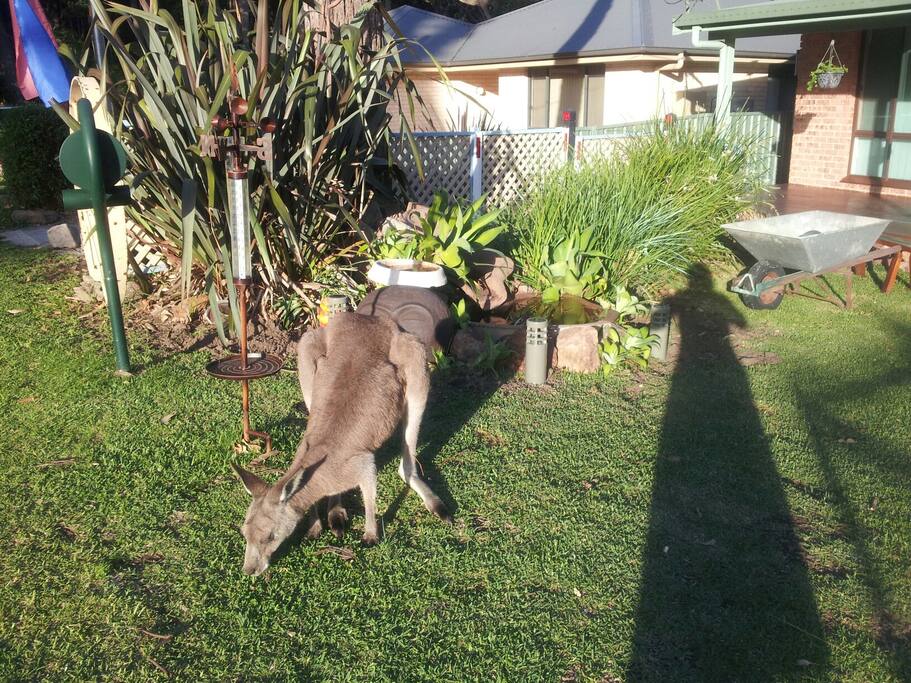Kangaroos abound!