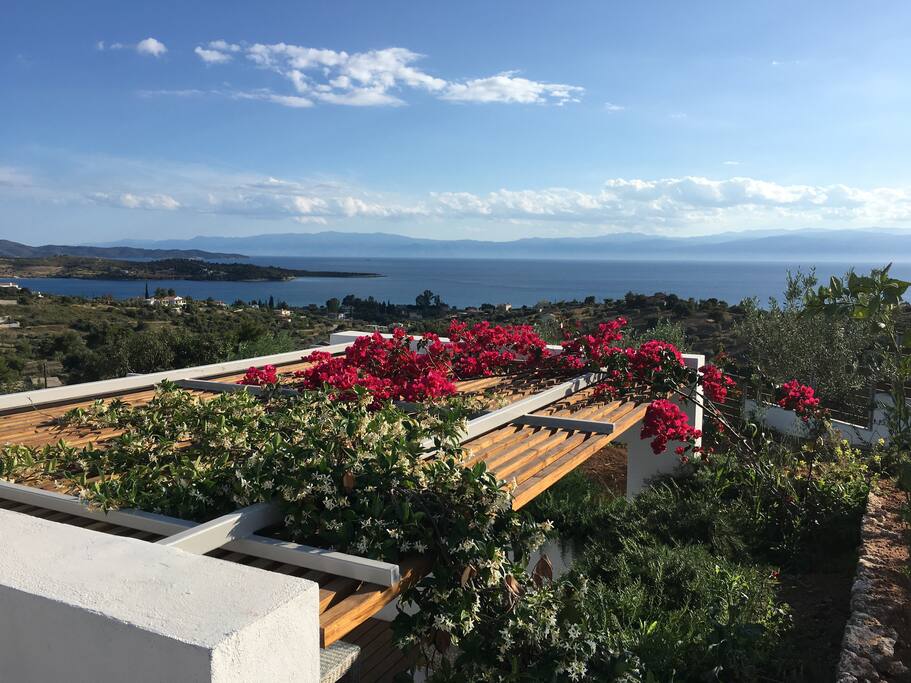 Blossom with a view.