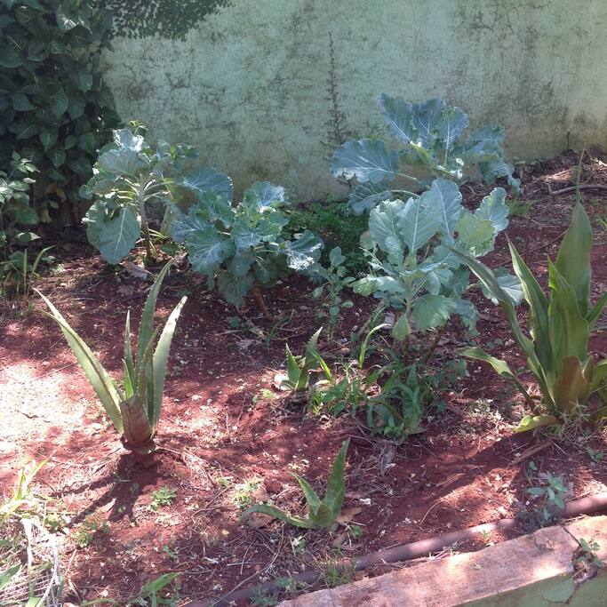 Horta