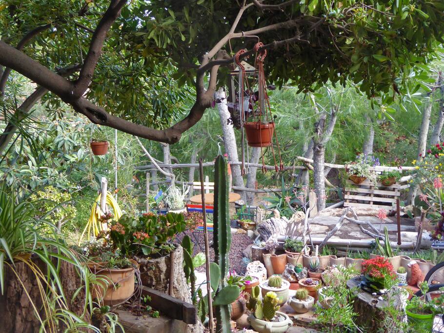 Jardin cactées.