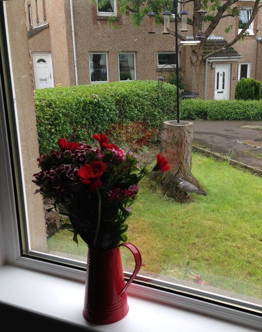 Feature bird feeder - brilliant to watch!
