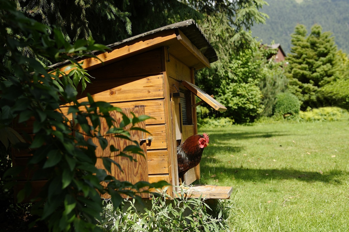 A wooden chicken coop is nestled within a lush green garden. A chicken is visible peeking out from the coop entrance. Surrounding vegetation includes various plants and trees, contributing to a serene outdoor environment.