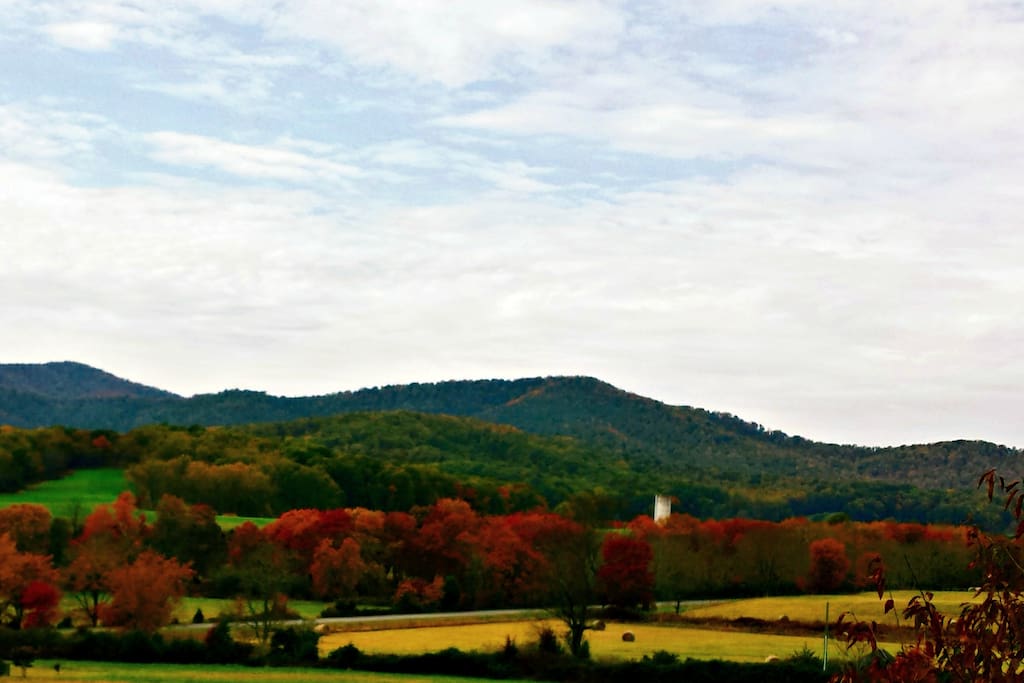 Fall at the on site Vineyard