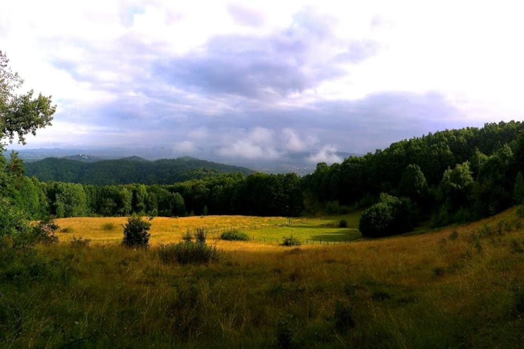 around us is the forest