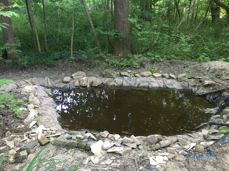 Our fish and turtle pond oh, and frogs too!