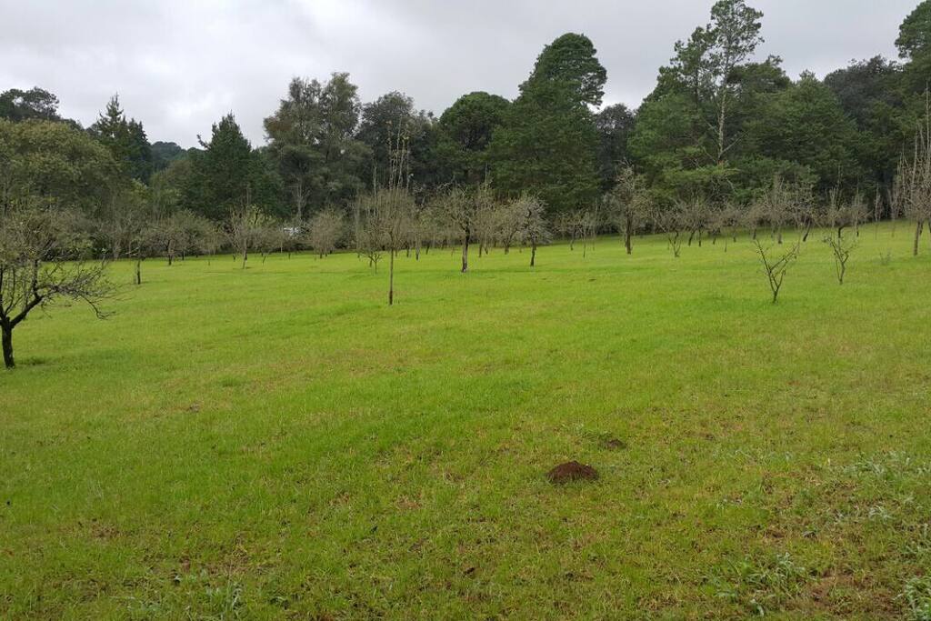 Camina entre los árboles de manzanas, peras y ciruelas.