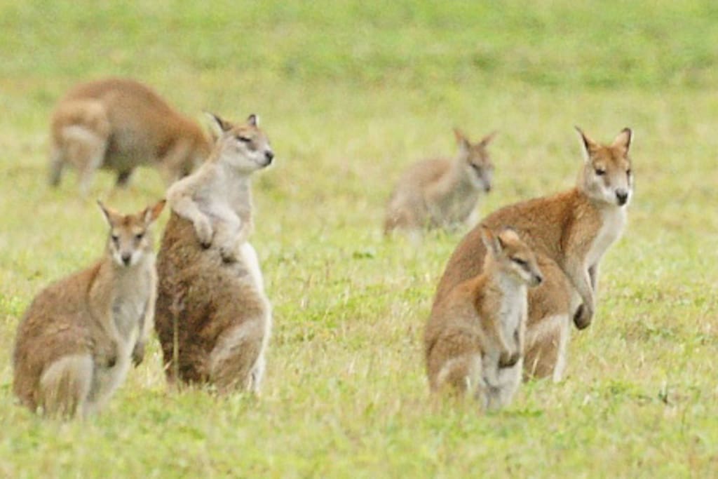 wallabies visit our house daily. Right outside.