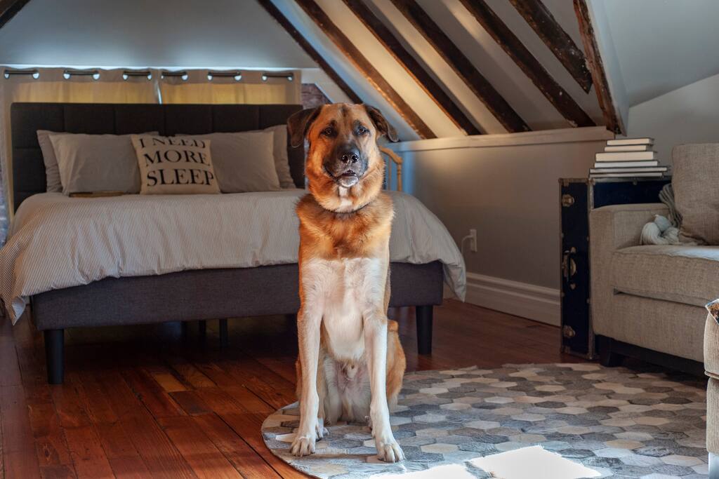 We are SO dog friendly here. This is Cassius Thunderpaws who lives downstairs with us and would love nothing better than to meet you