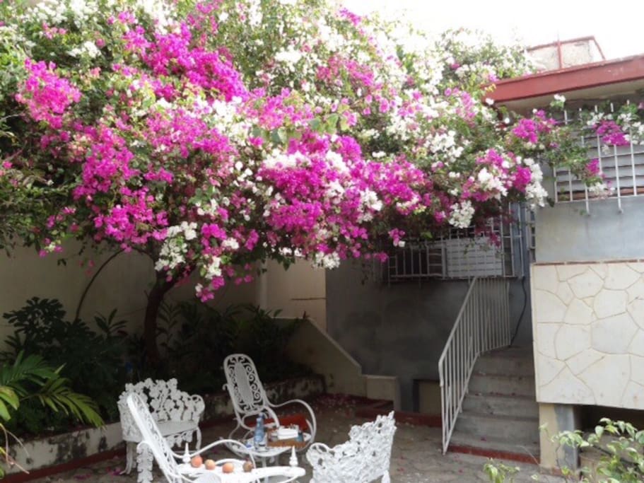Paved patio, ideal for breakfast and smoking cigars.