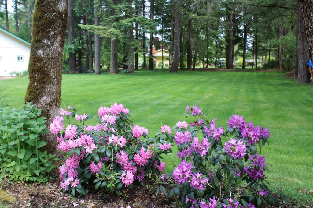Expansive side yard with camp spot at the back