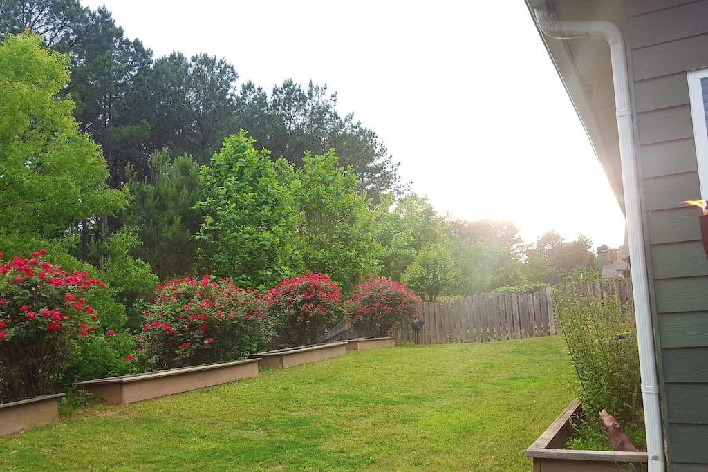 Watch the sun set over a spacious backyard adorned with 4 large rose bushes.