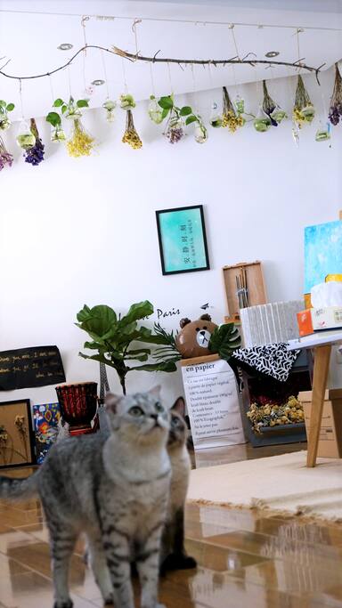 猫宁和帽子