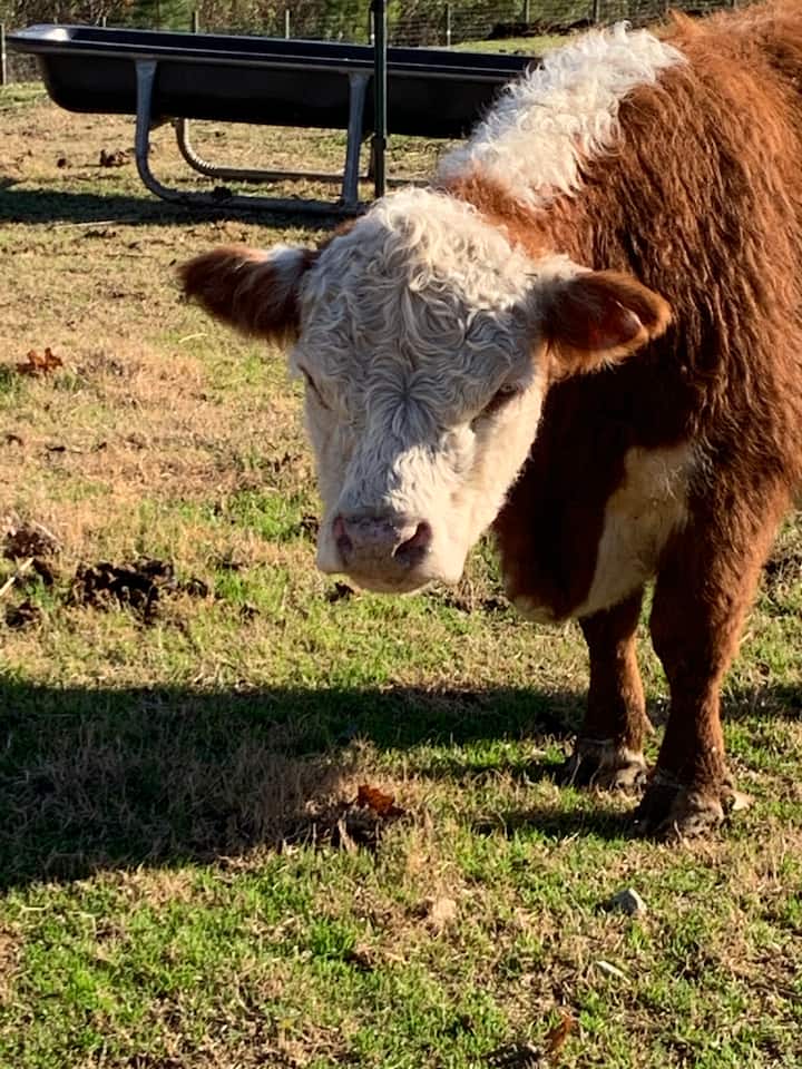 12 Best Airbnb Vacation Rentals Near Lake Norman, North Carolina