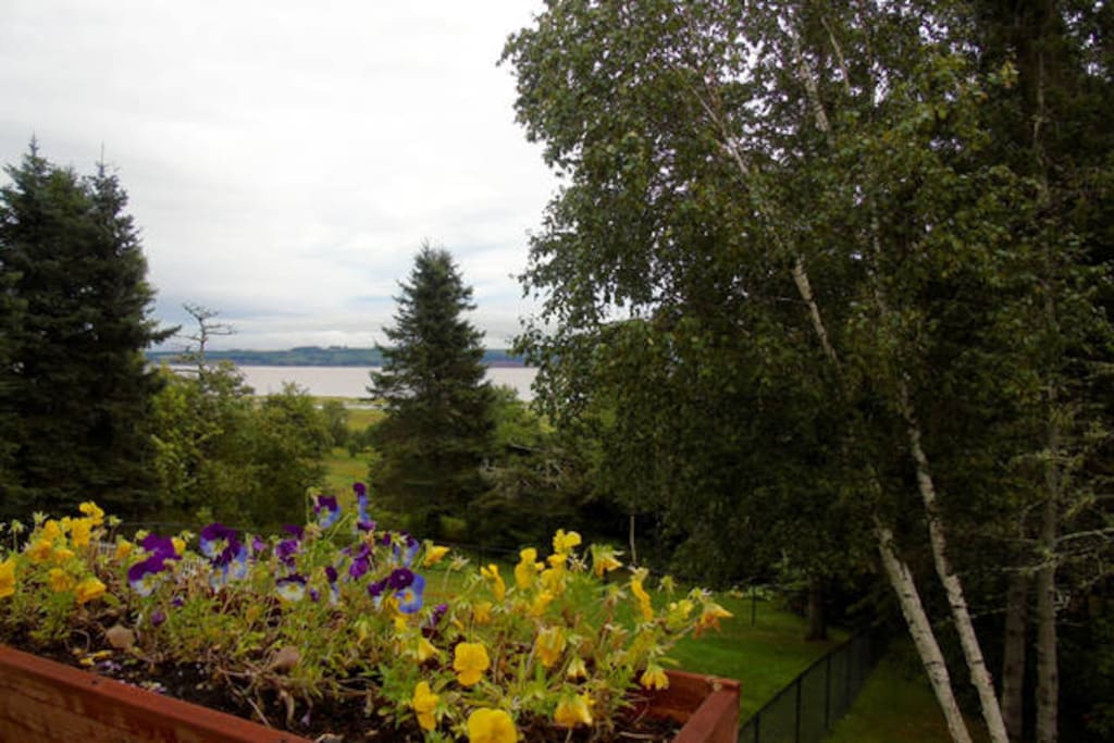 Deck View of the Petitcodiac River