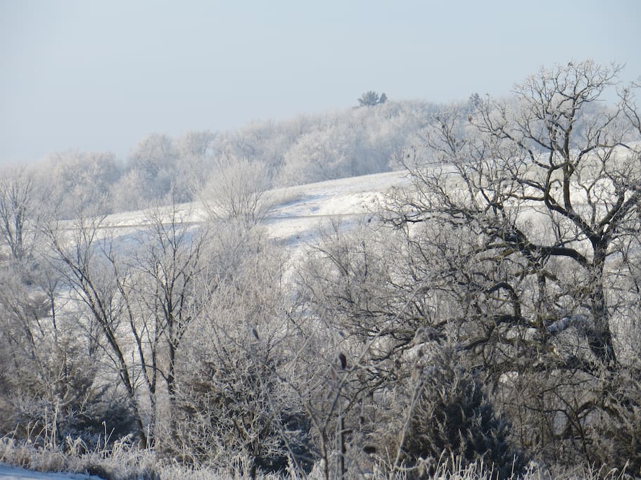 Back yard view after a foggy night - hoarfrost on the trees.