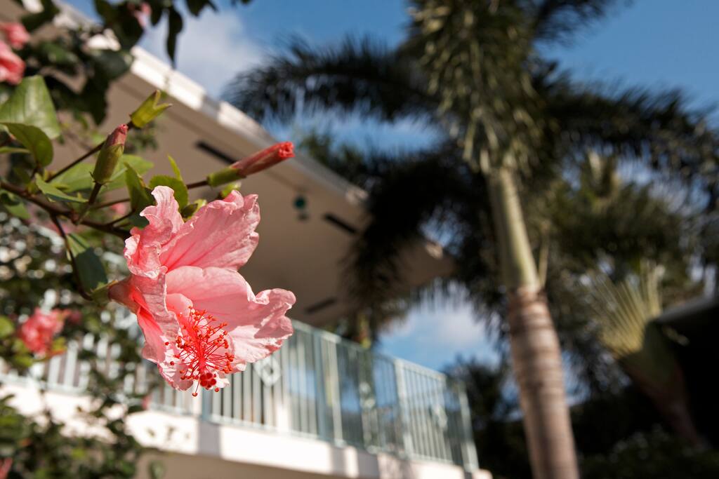 Tropical Garden