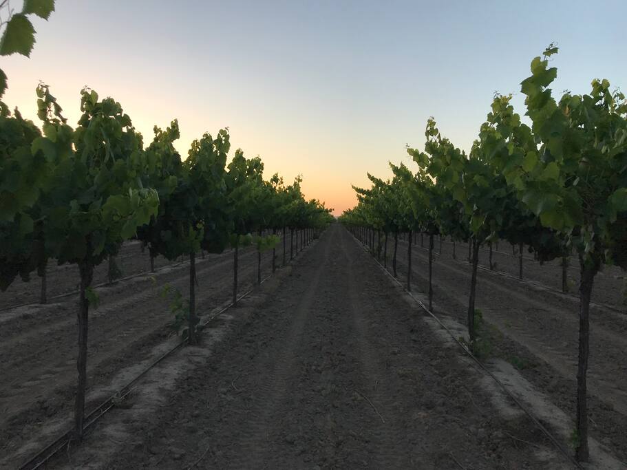 The vineyard view.