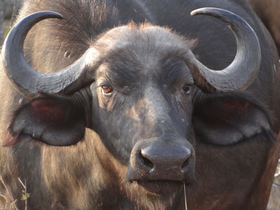 buffalo