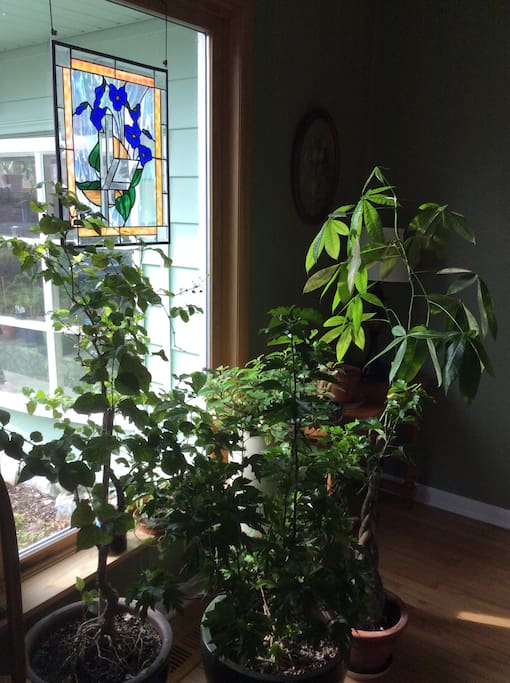 My husband has a green thumb. Lots of plants in this space.