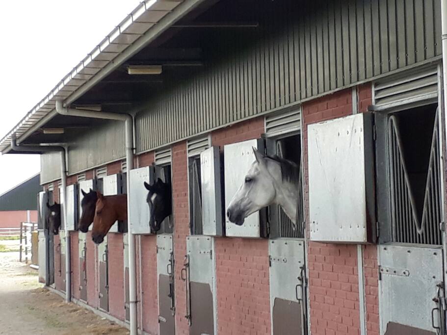 De buitenstal waar de paarden staan