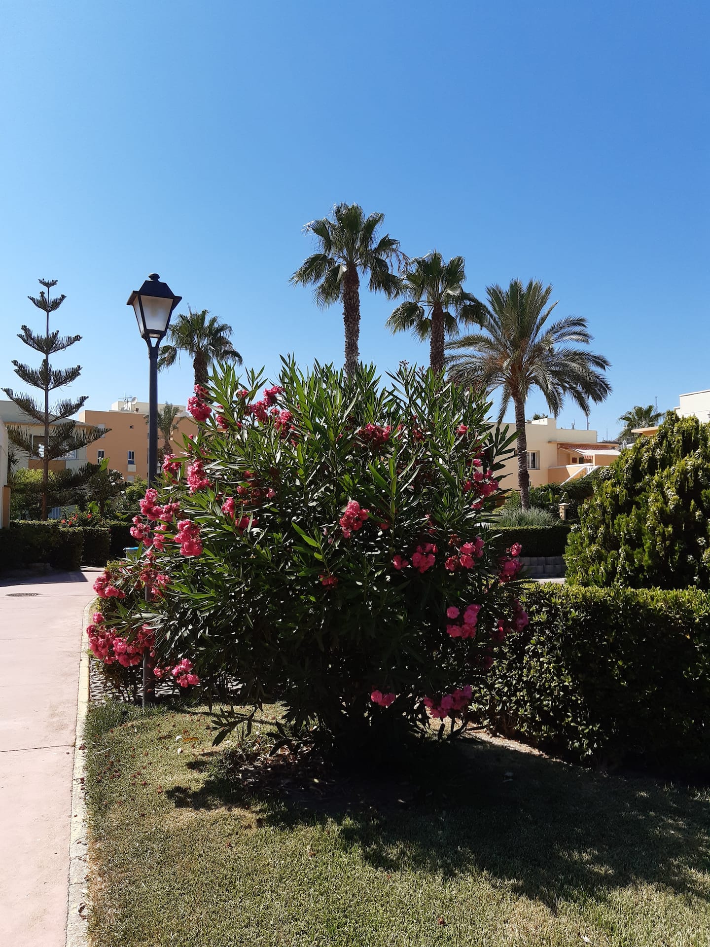 Oasis Libre in Vera Playa