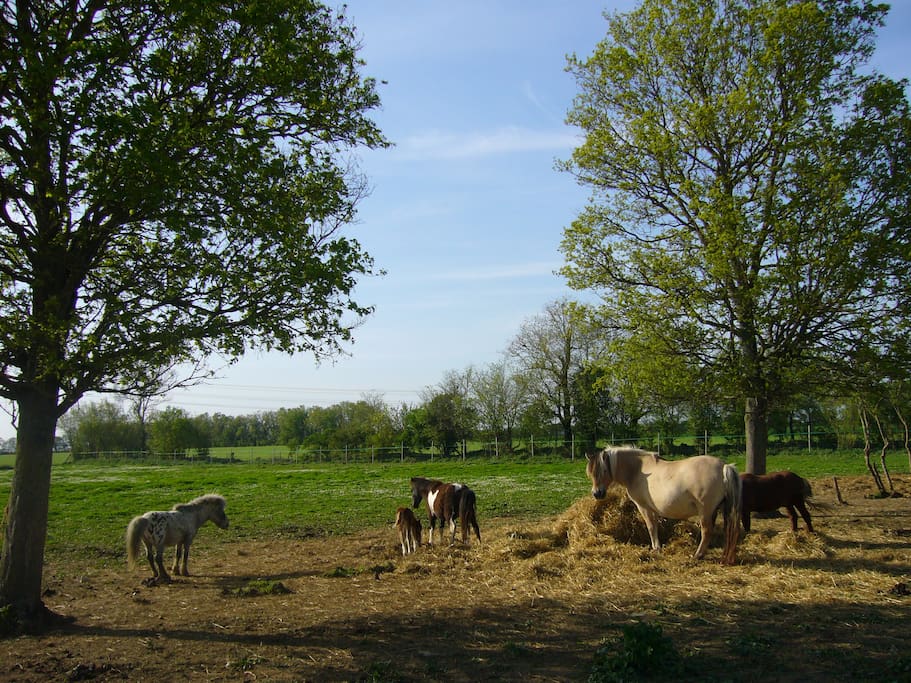 Champs autour du domaine