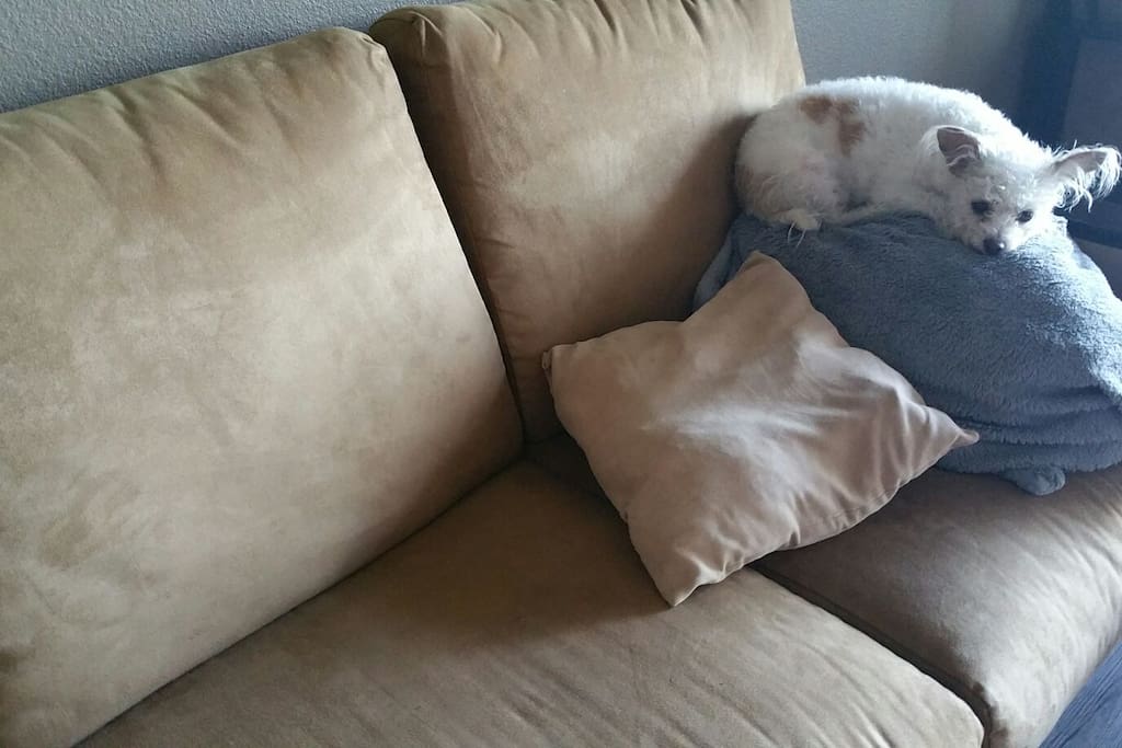 Loveseat with firm cushions on wood base; does not fold out. Extra blankets, pillows, and sheets available if someone wants to sleep on it. Dog and dog pillow not included (they go with me).