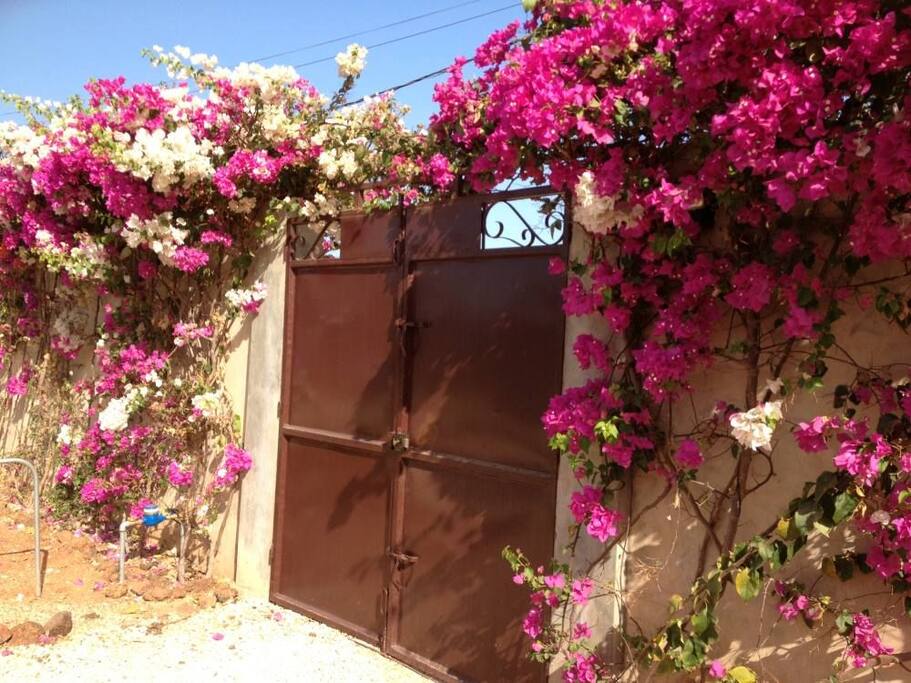 jardin