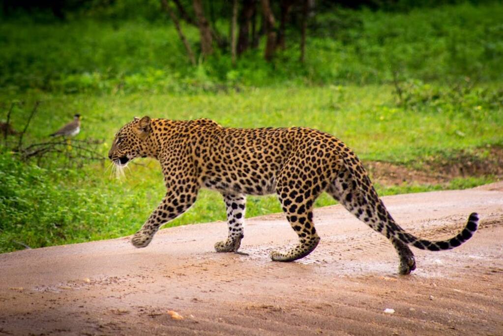 Leopard @ Yala National Park