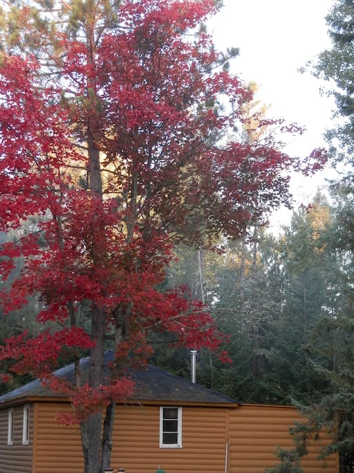 Fall Colors