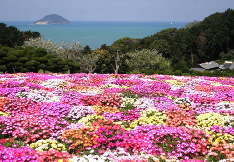 福岡では、いろんな花が綺麗な季節です!
In Fukuoka, various flowers is a beautiful season!
후쿠오카에서는 여러가지 꽃이 예쁜 계절입니다!