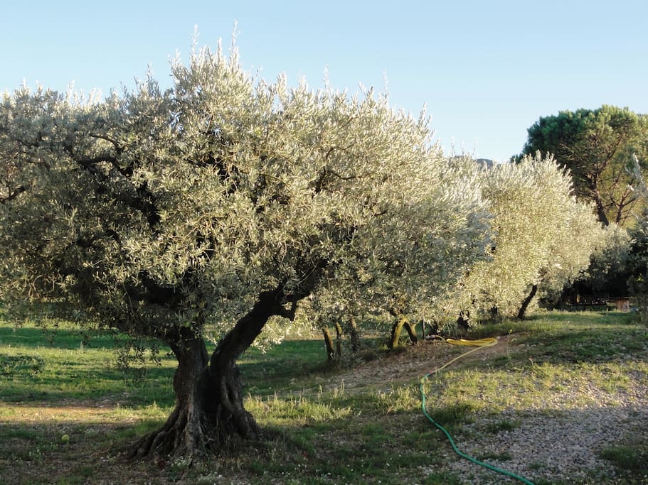 Au beau milieu des oliviers