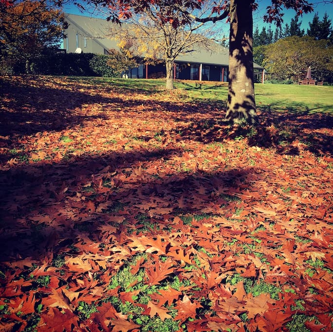 Autumn leaves