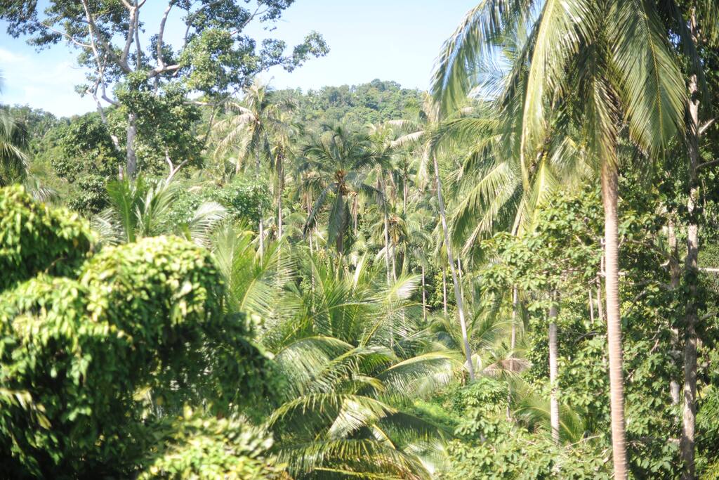 View from the terrace