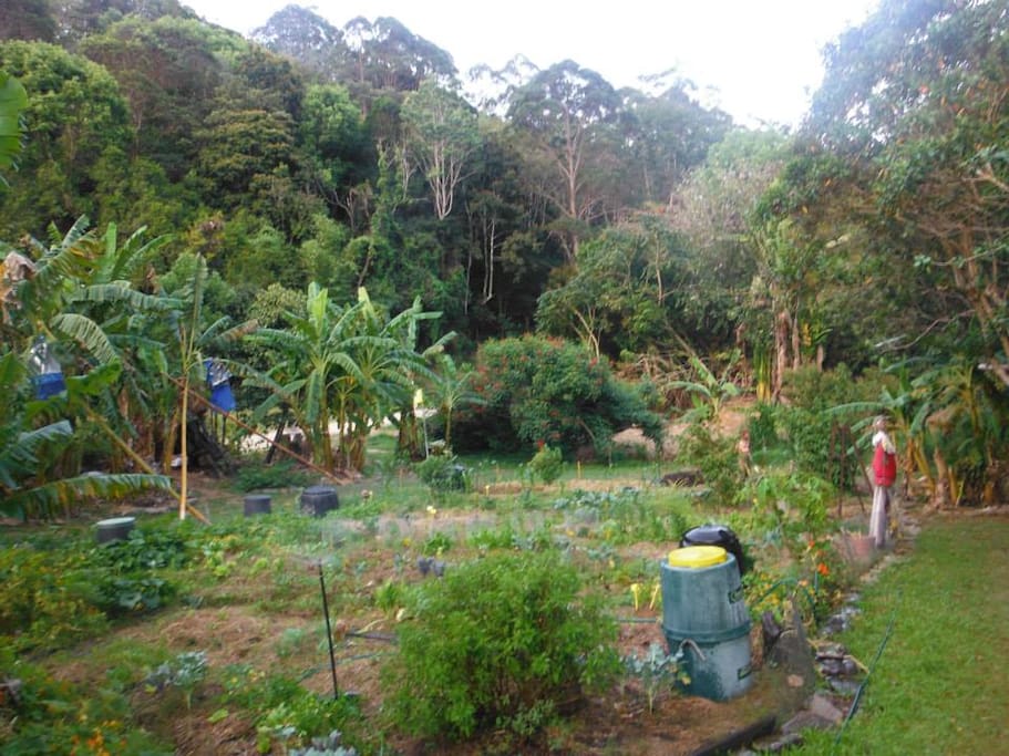 Organic kitchen garden around guest house available to guests for harvest of fresh produce