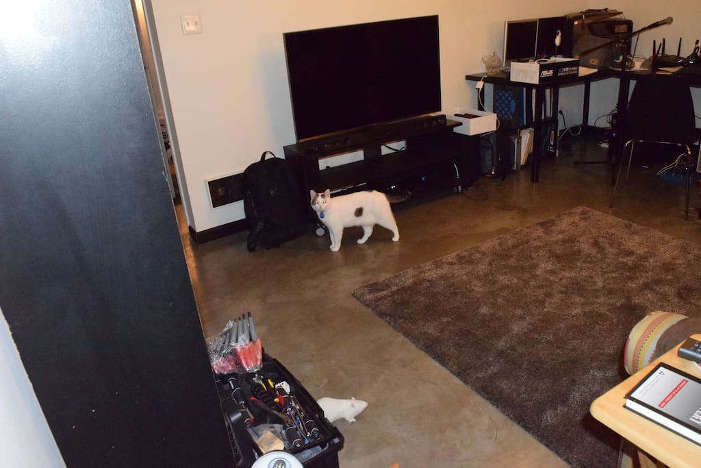 Cat and Tv.