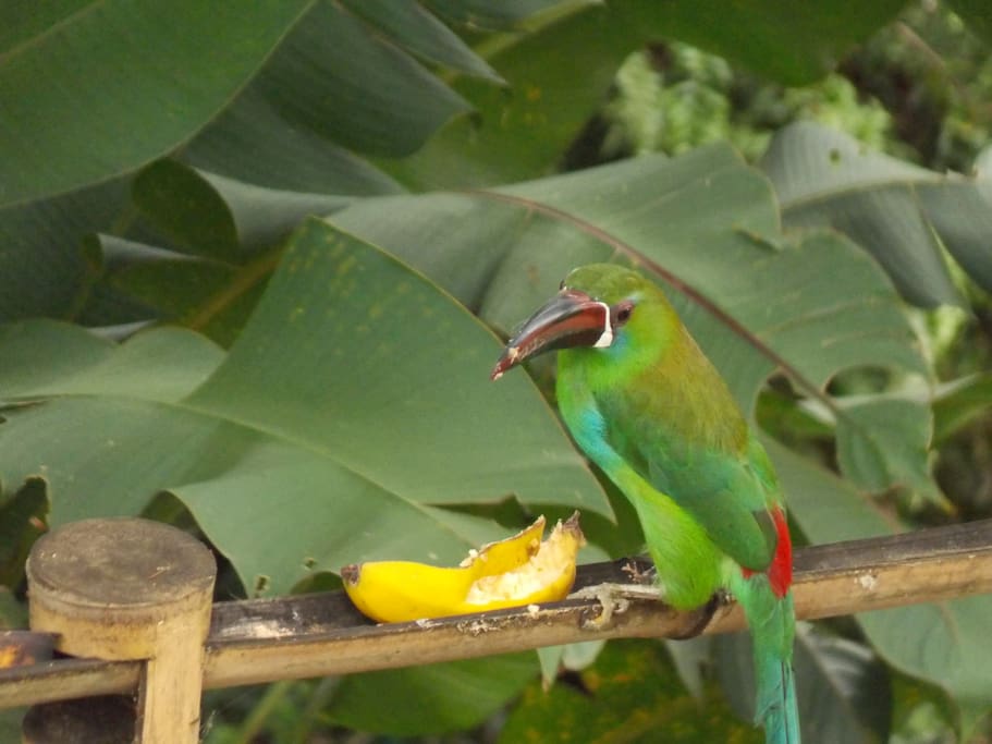 Emerald Toucanet (Aulaceorhynchus prasinus)