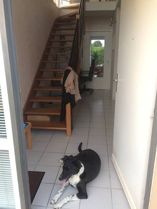Entrée avec mon chien