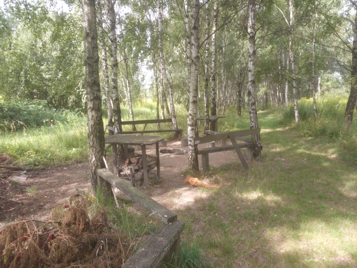 A secluded area surrounded by birch trees features wooden benches and tables set on a grassy patch. A bonfire pit is present, adding a rustic touch to the serene environment. Sunlight filters through the foliage, creating a calm and peaceful setting.